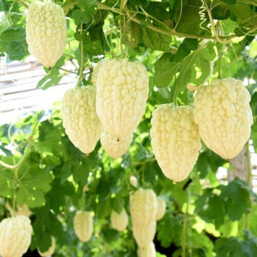 Khổ qua timTrắng 20 Seeds Apple White Bitter Melon round shape rare 台灣白蘋果苦瓜