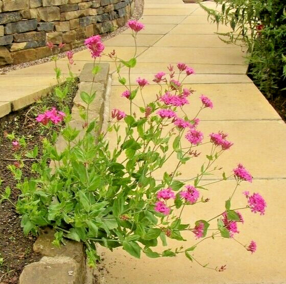 Catchfly 100 seeds. bright pink, Silene Ameria. blooms fast from seed. Campion.