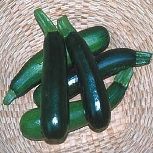Squash Zucchini Black Beauty Heirloom Vegetable by Seed Kingdom 1 Lb Seeds