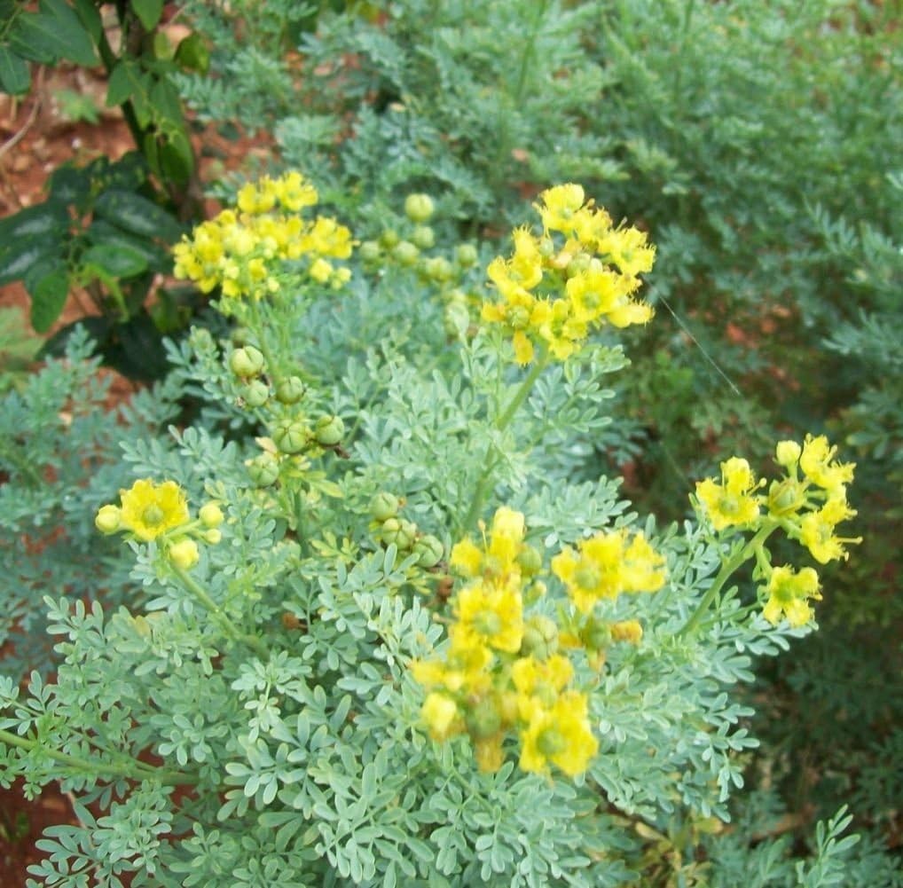Rue 150 Seeds Ruta Graveolens Heirloom Non GMO Open Pollinated