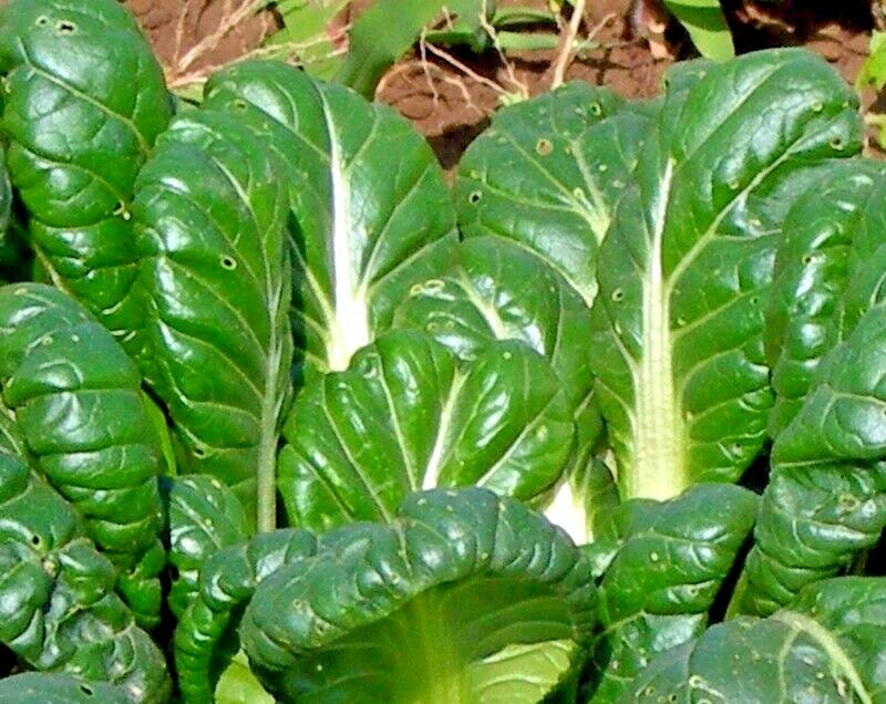601+TAT SOI Cabbage Seeds Organic Spring Fall Vegetable Garden Containers Asian