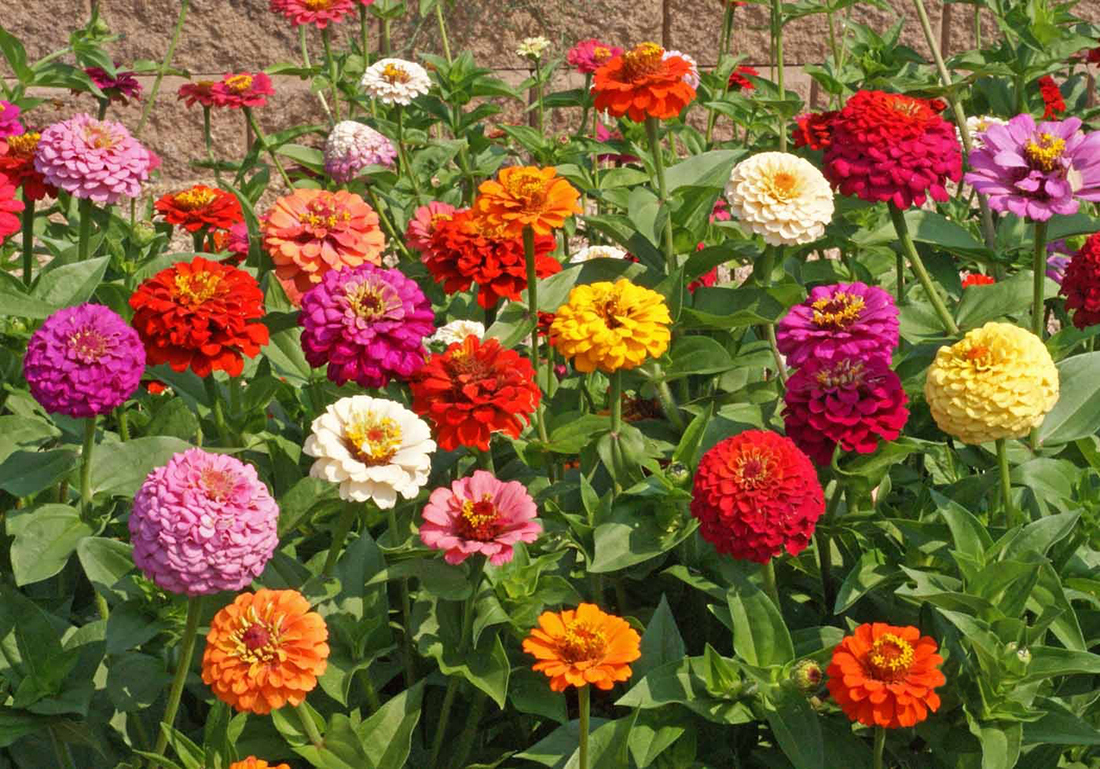 Bulk Seed ZINNIA Elegans Heirloom Pumila Mix Butterfly Dahlia Quality Wildflower
