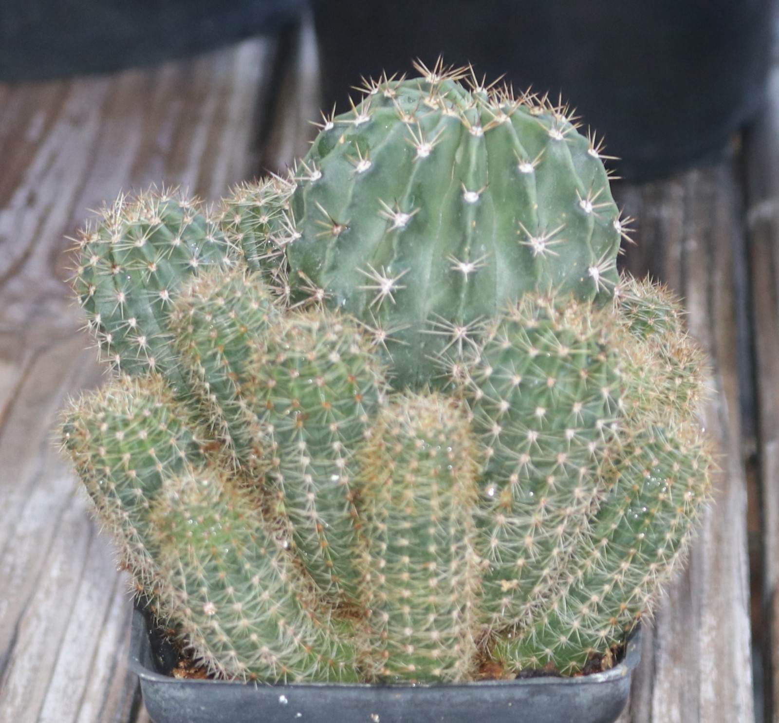 Echinopsis hybrid ‘Tropical Sunset’