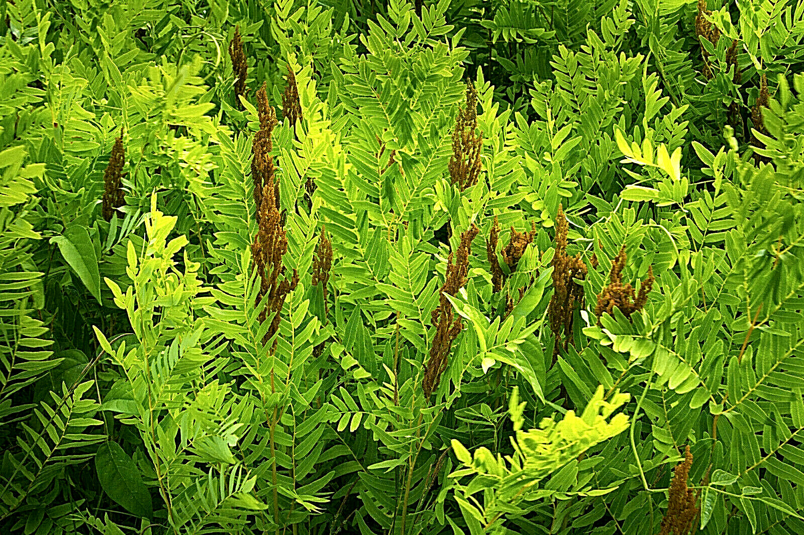 ROYAL FERN 1000 SPORES (SEEDS) HARDY ZONE 3-9,mariesgreengarden OSMUNDA REGALIS