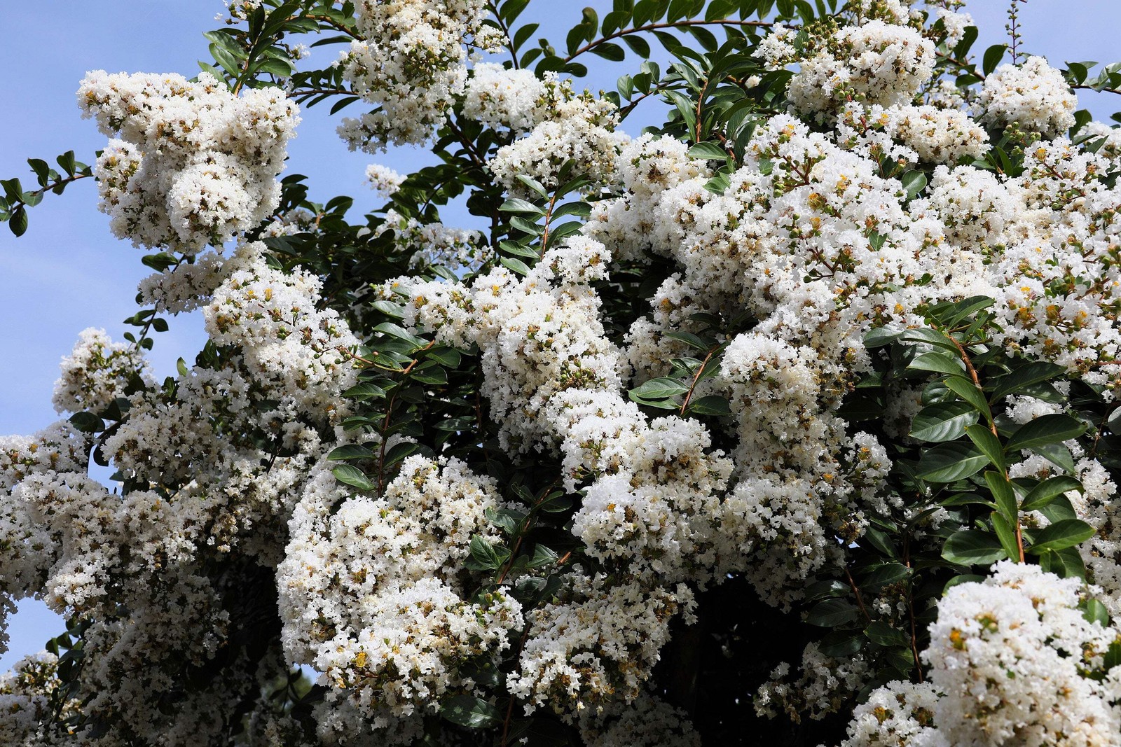 1000 Bulk CREPE MYRTLE Mixed Colors Lagerstroemia Indica Tree Shrub Flower Seeds