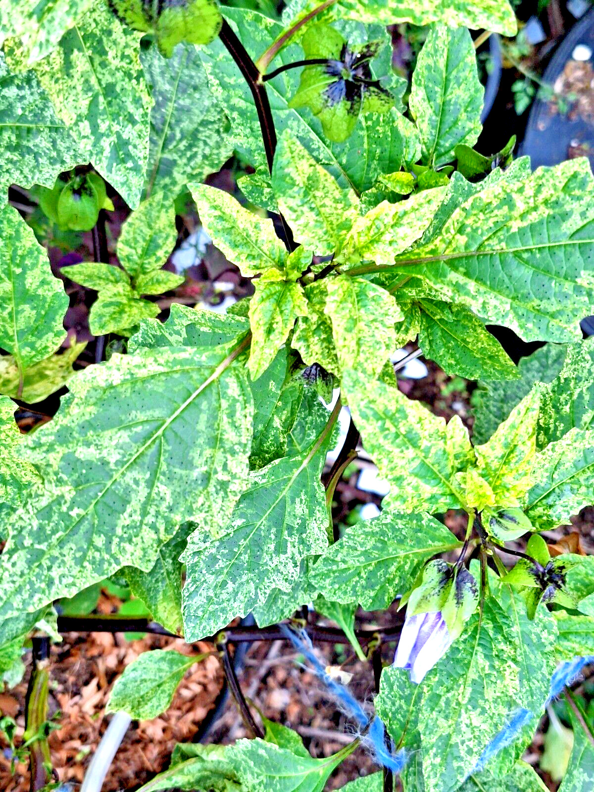 rare variegated shoofly plant 100 seeds, Nicandra Phsalodes Var. Splash of cream