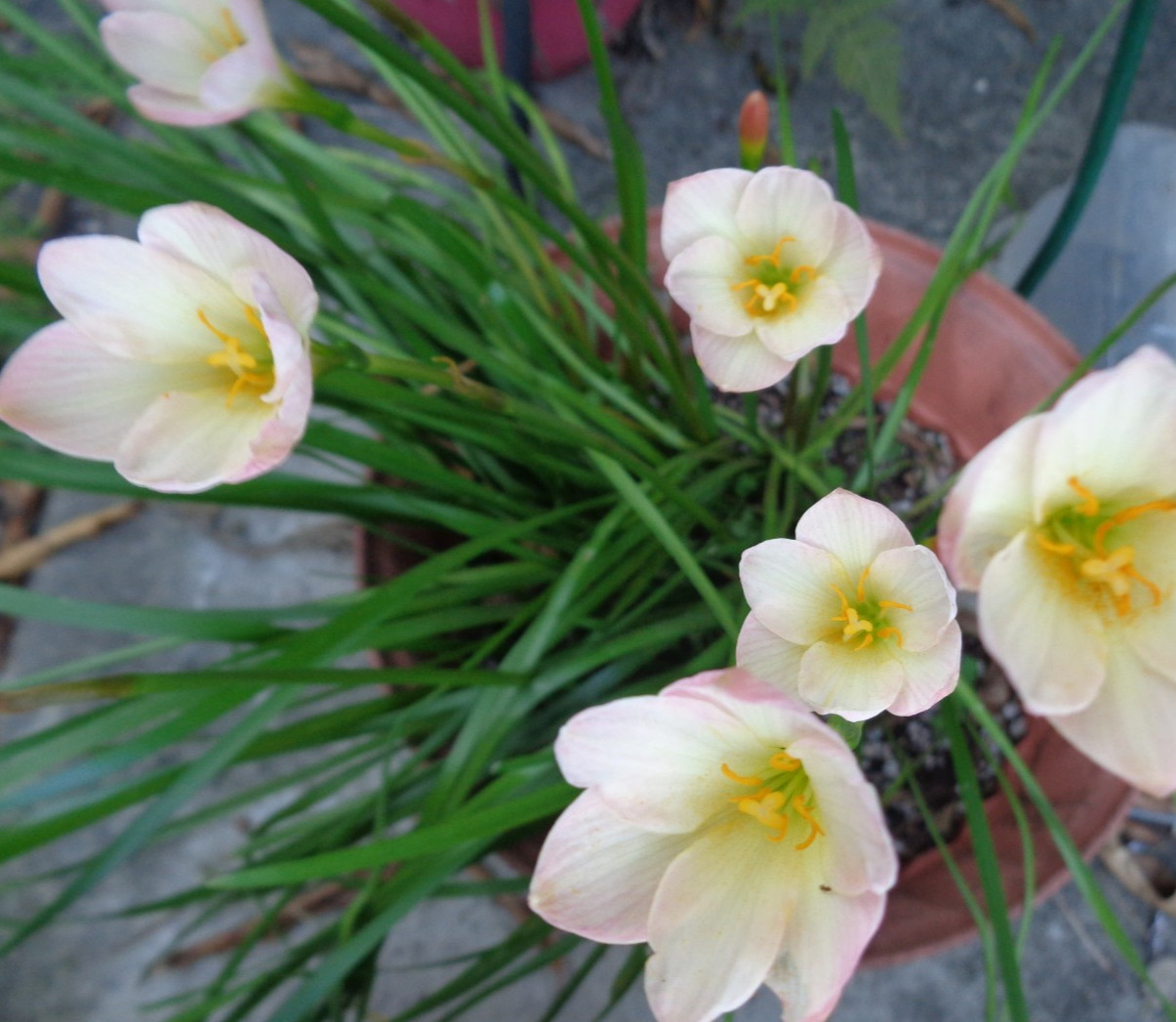 15 Fresh Seeds Pink / White / Yellow Rain Lily