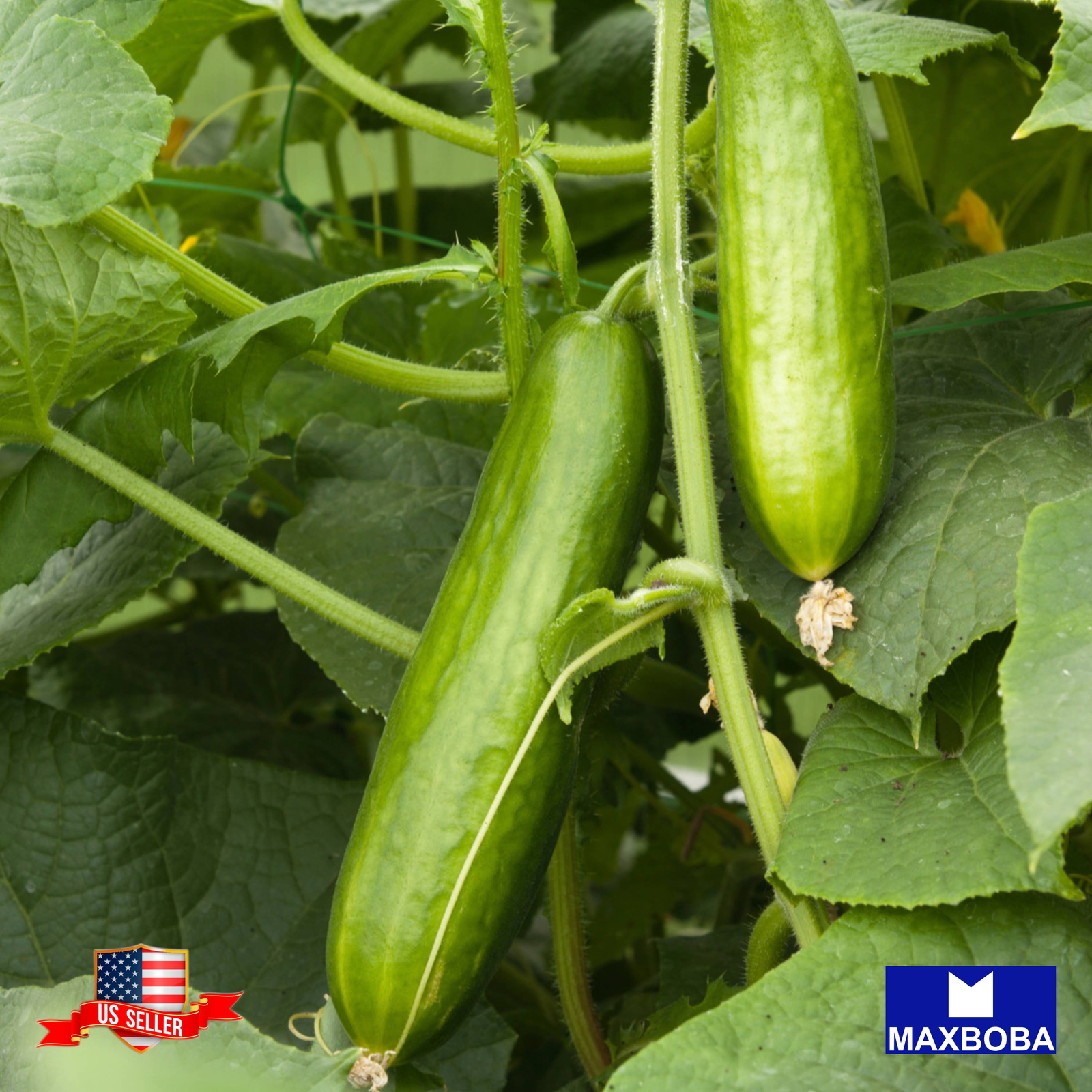 Cucumber Seeds Muncher Burpless Organic Heirloom Vegetable Non-GMO