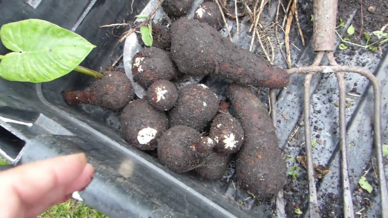 2 LIVE Colocasia Esculenta Elephant Ear Taro Gabi Kalo Eddo Bulbs Edible