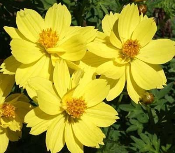 COSMOS DWARF LEMON 30 FRESH FLOWER SEEDS FREE USA SHIPPING