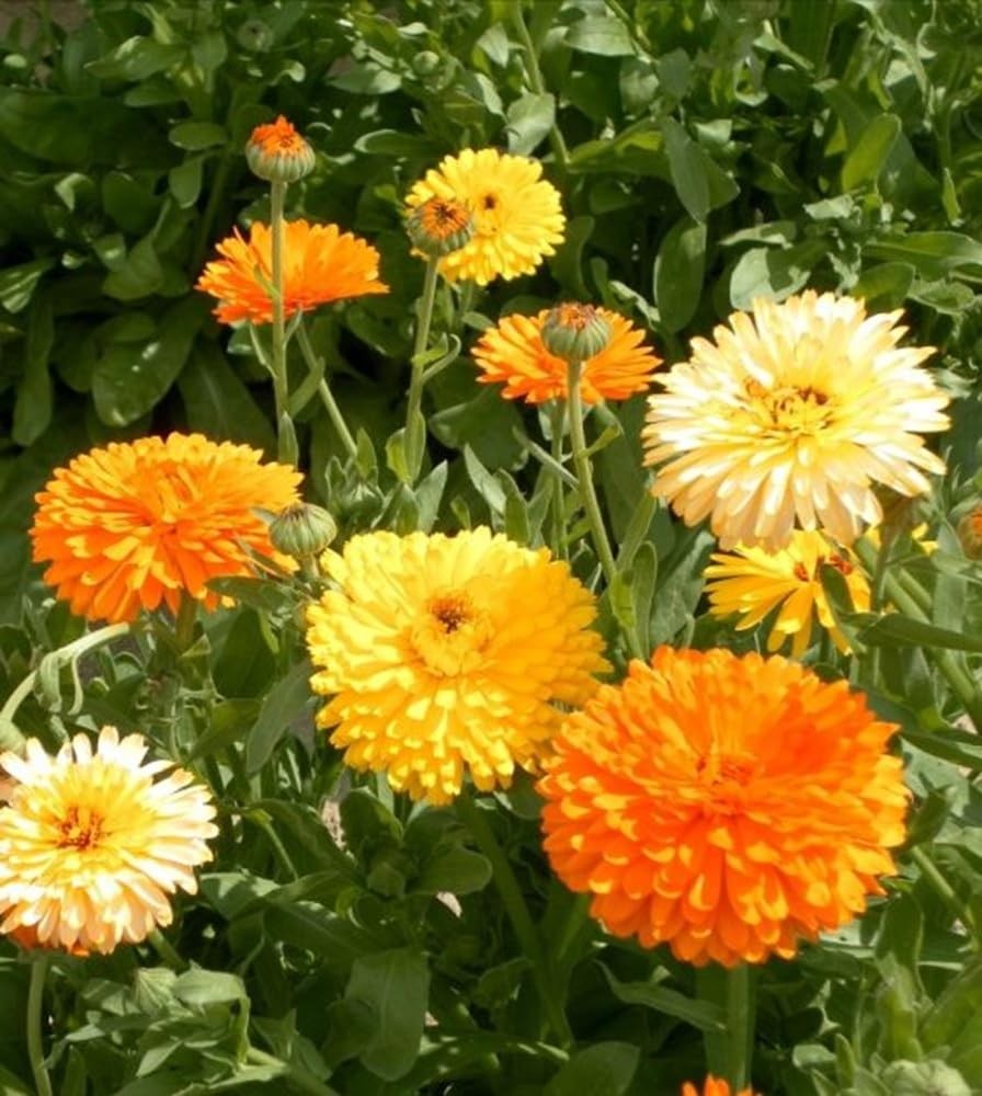 Calendula Flower Seeds, Pacific Beauty Mix, Pack of 2,000 Seeds Orange,Yellow