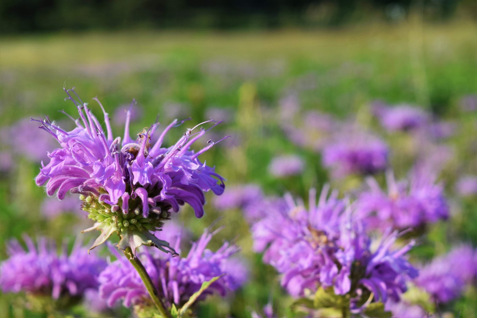25 BEE BALM MIX Lemon Hummingbird Mint Monarda Didyma Mixed Colors Flower Seeds