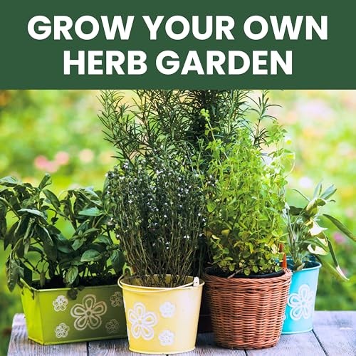 Herb Seeds | 5 Invidiual Packs | 2026 Season | Non-GMO | Basil, Herbs – 5 Packs