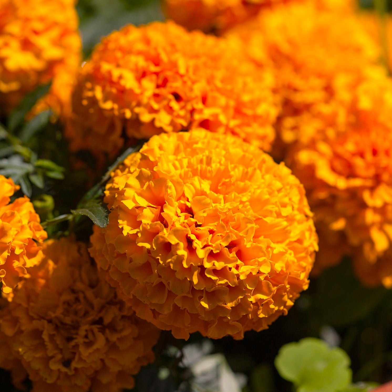Hawaii Orange African Marigold Seeds – For 2025 Planting Big Beauty Flower Deer