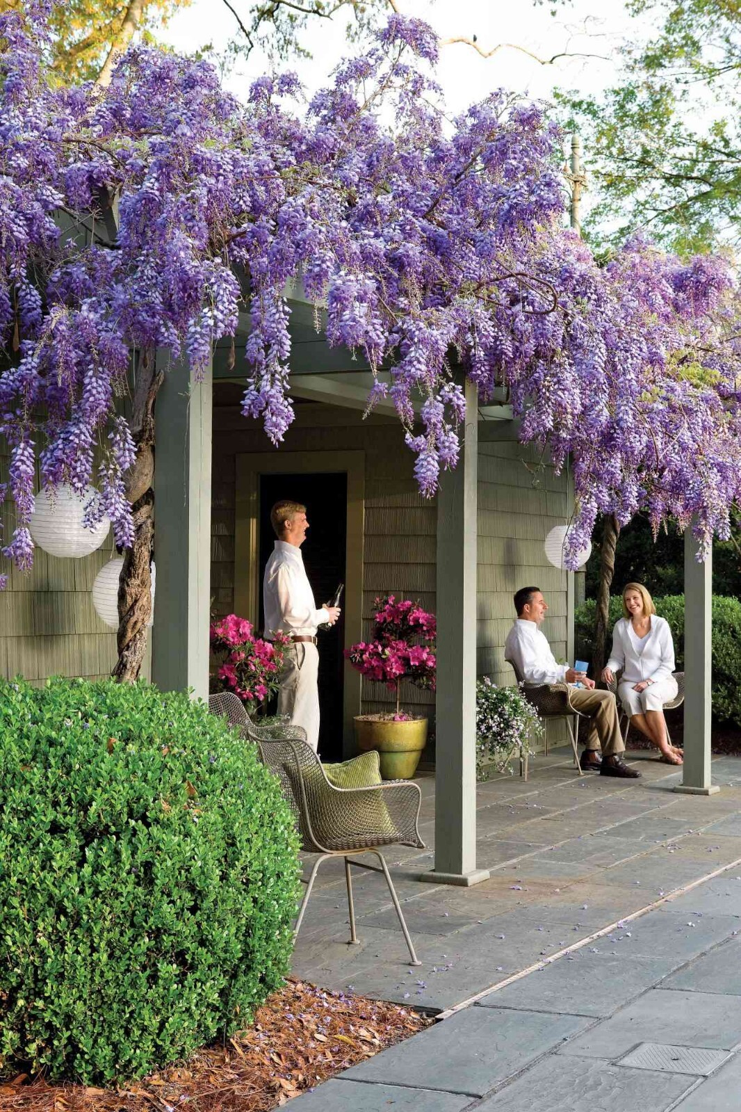 12+ Chinese Wisteria Tree Seeds Fast Climber Flower Vine, Cold Hardy Plant