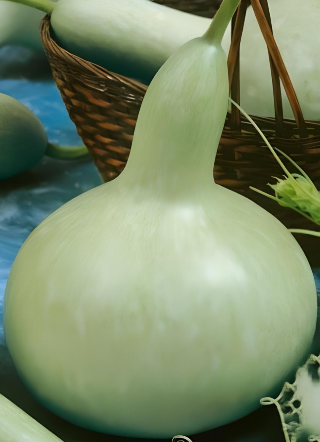10 seeds – Martin House gourd seeds| Available Bushel, Speckled Swan, Bird House