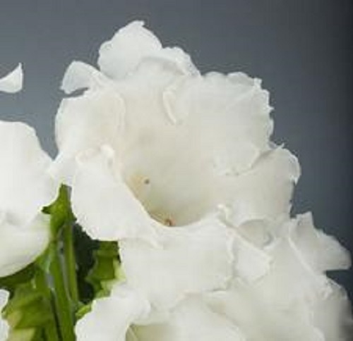 25+ GLOXINIA PURE WHITE EMPRESS FLOWER SEEDS