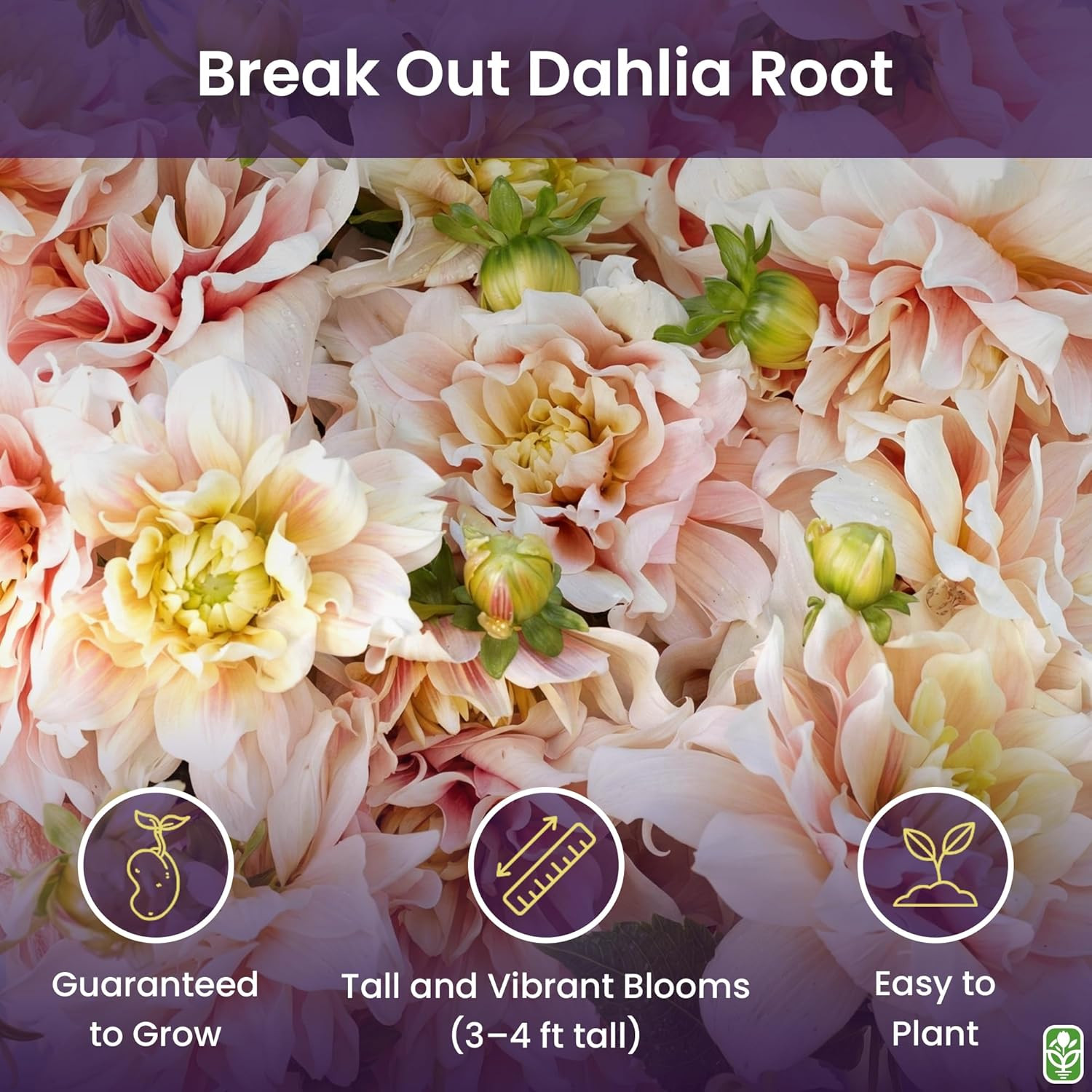 Break Out Dahlia – 5 Gallon Size Bare Root Tuber Multi-Color – Vibrant Multi-Col