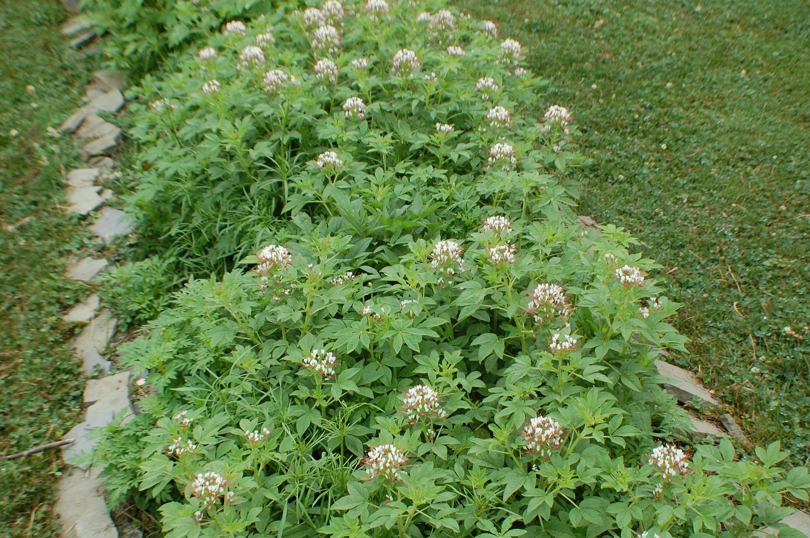 1 GRAM + redwhisker clammyweed/NATIVE/Polanisia dodecandra/ORGANIC/400 + seeds