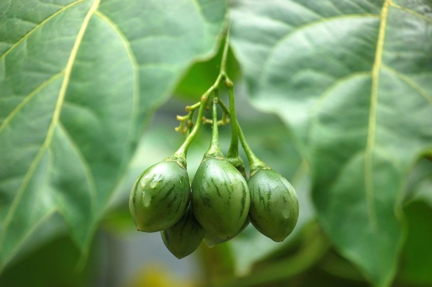 10 Red Tamarillo Seeds! Tree Tomato- Solanum