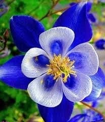 20 rare columbine flower seeds for spring summer Blue Yellow White red colorful