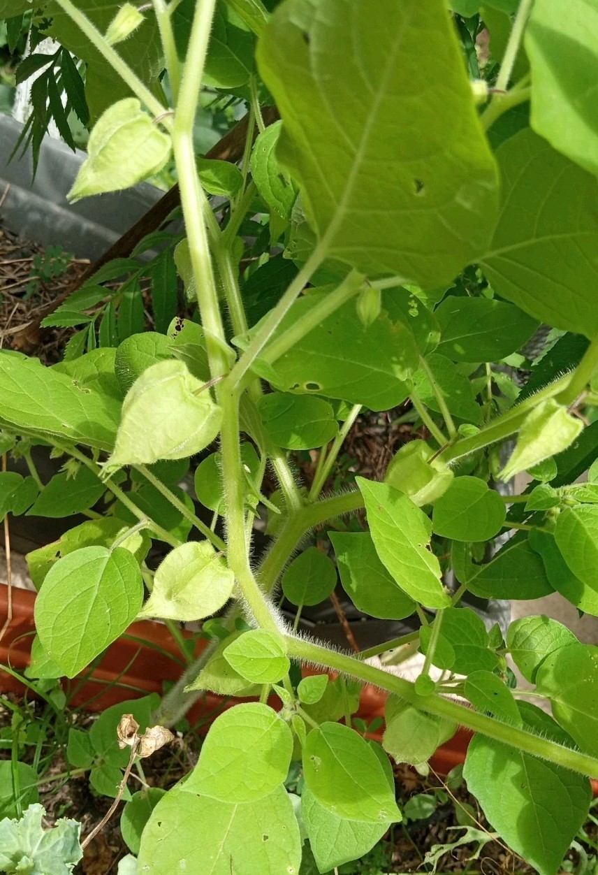 25 Rare Ground Cherry (Physalis pruinosa) Seeds.US Grown Seeds .Dwarf Plants.