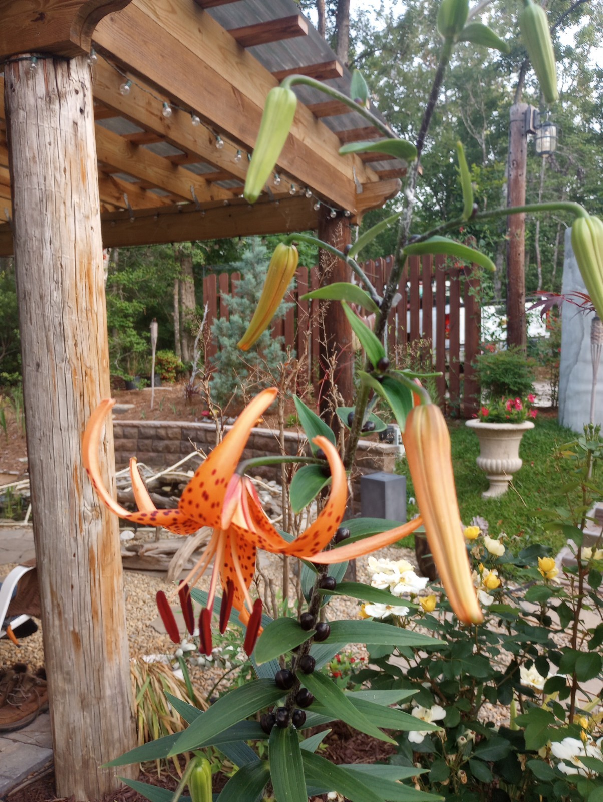30 TIGER LILY SEEDS / BULBETS – Lilium lancifolium