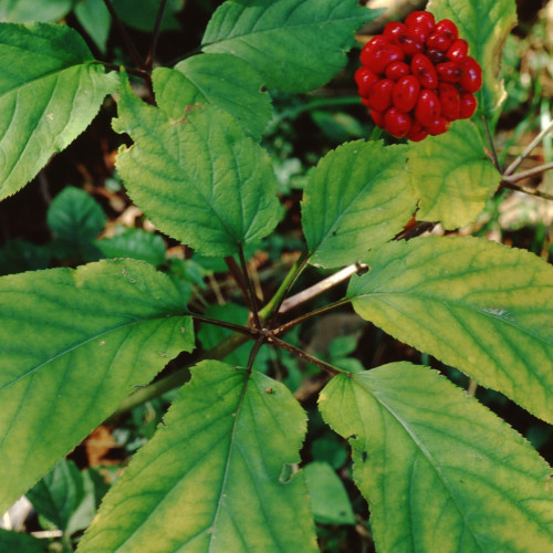 1000 Stratified American Ginseng Seeds. Grow your own Wild Ginseng Roots