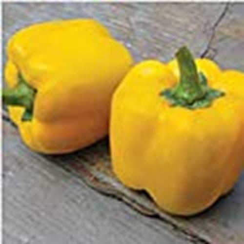 Early Summer Sweet Peppers Seeds (((25 Seed Packet))) (More Heirloom, Organic, N