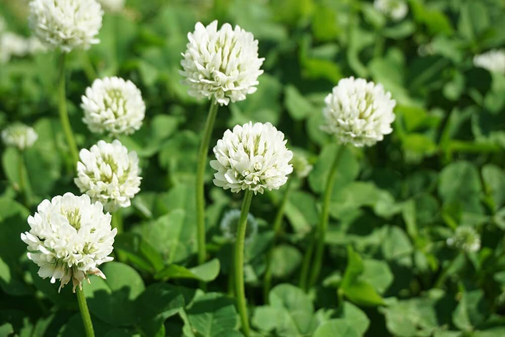Dutch White Clover Seeds to Plant