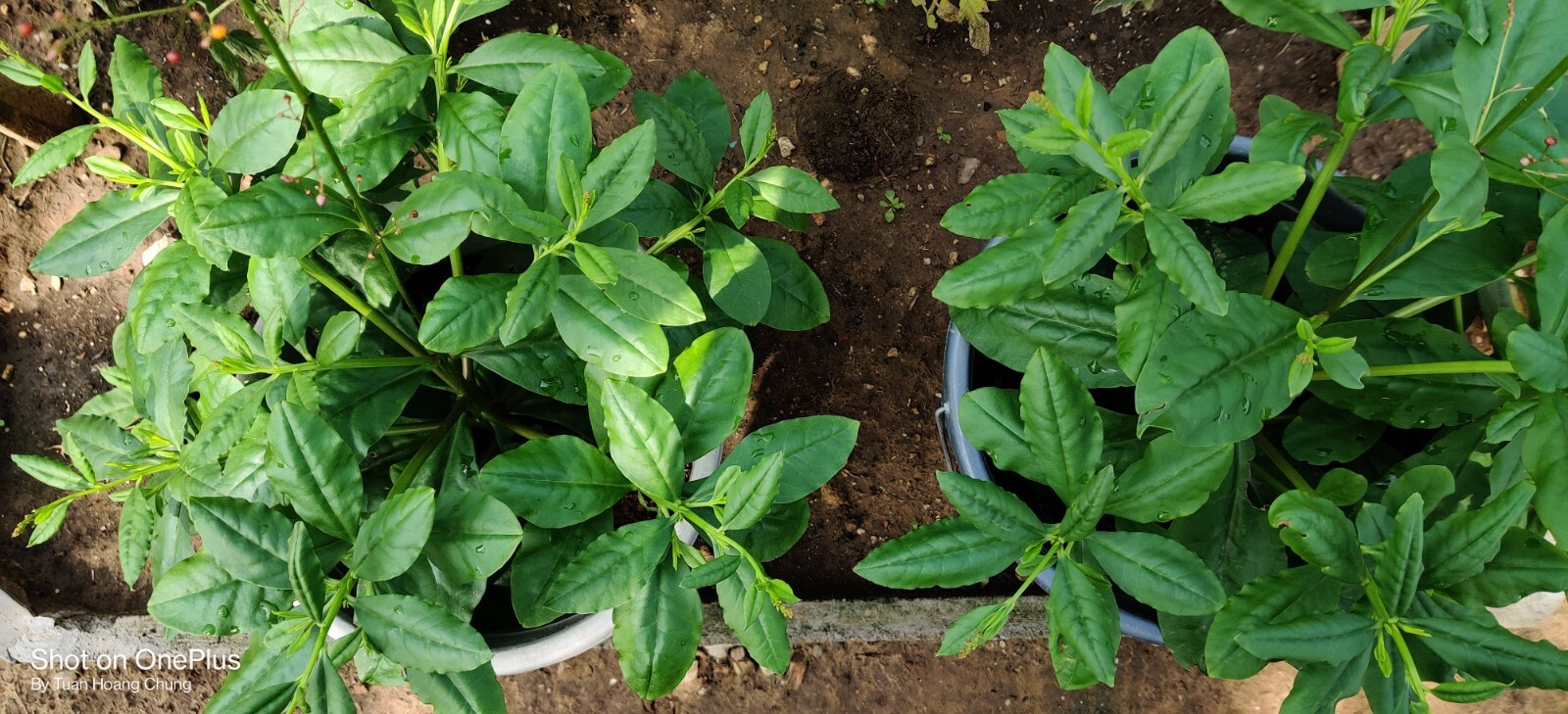 800+ Jewels of Opar / Talinum Paniculatum / Edible Herb Ginseng Seeds/ Sâm Đất