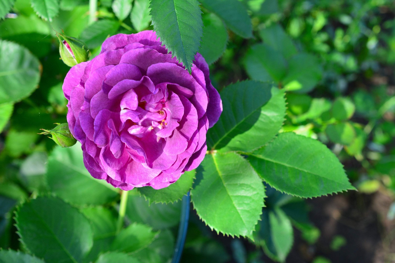 5 PURPLE ROSE Rosa Floribunda Bush Shrub Perennial Flower Seeds *Flat S/H