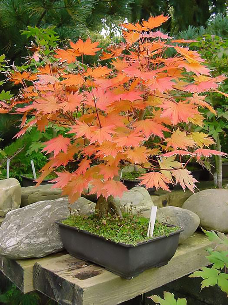 Korean Maple, Acer pseudosieboldianum, Tree Seeds