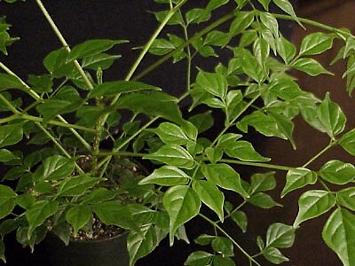 Radermachera (China Doll) Jumbo China Doll 250 seeds