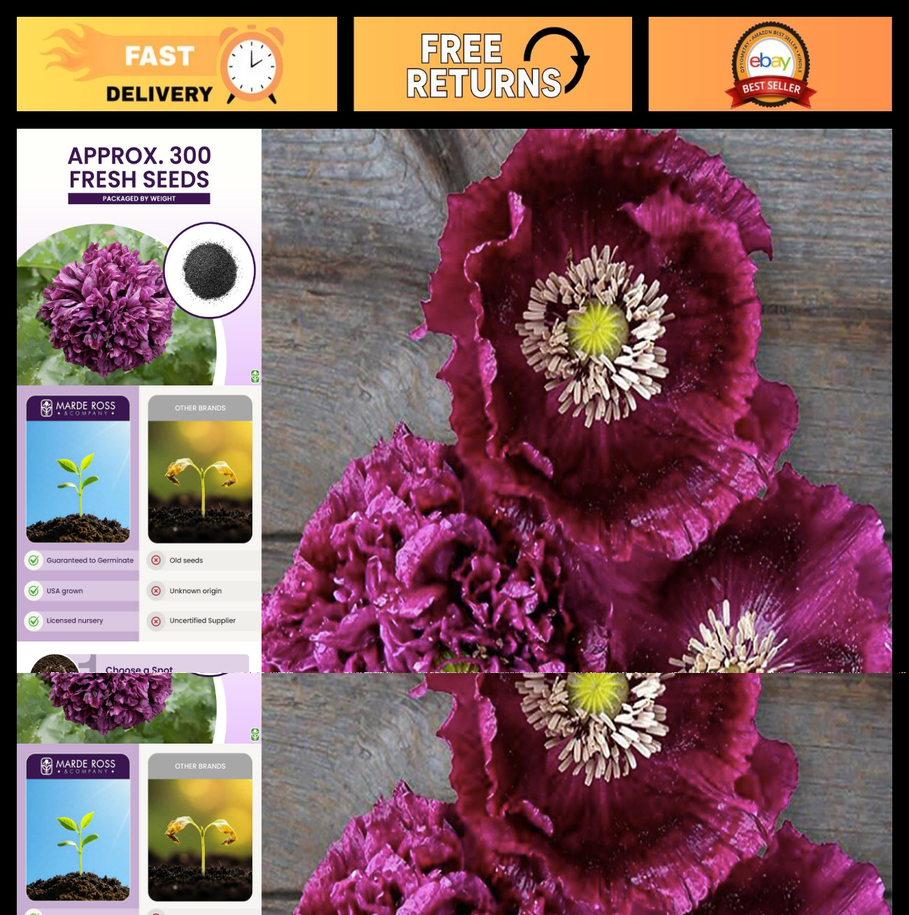 Tall Dark Purple Black Beauty Poppy Seeds – 300 Fresh Wildflower Seeds for Plant