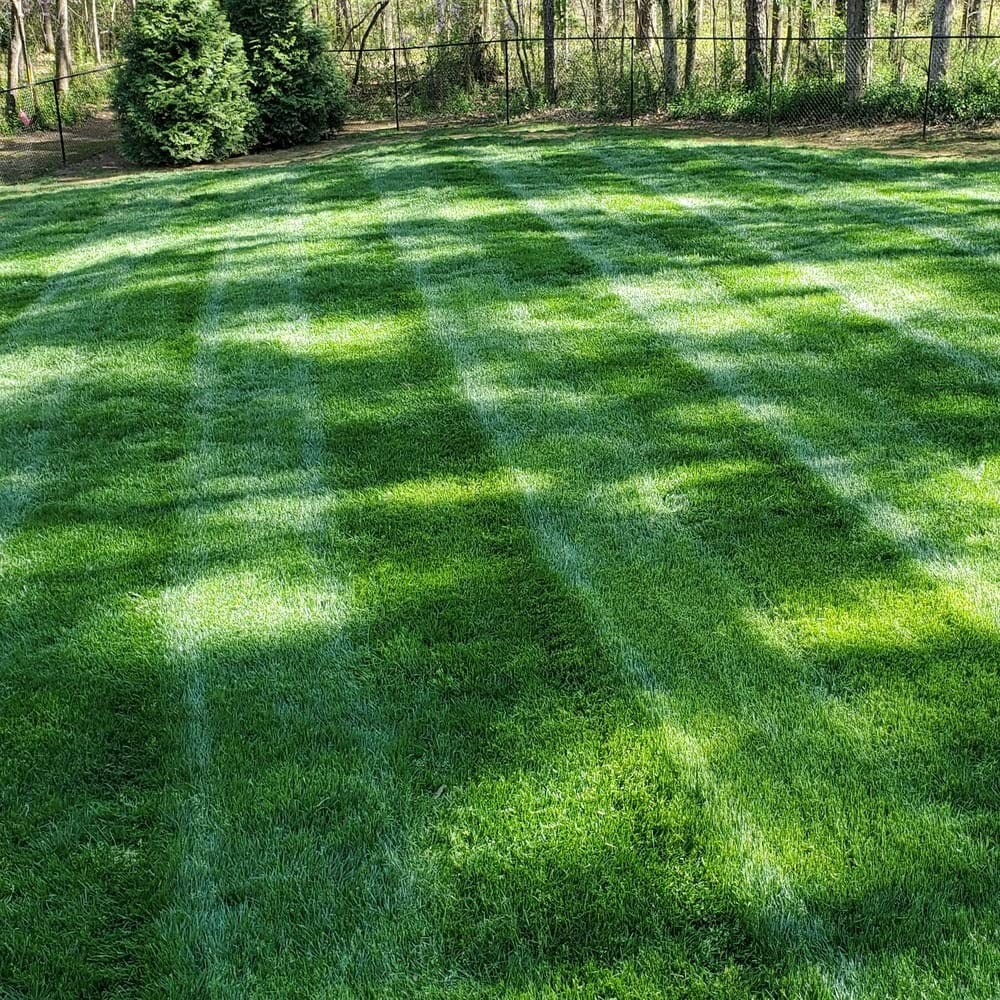 Midnight Kentucky Bluegrass – 10 Lbs. Cold & Drought Tolerant, Sun-Loving Law…