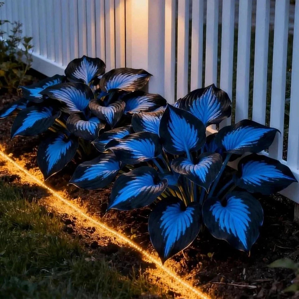 220+ Hosta Seeds Blue Perennial for Planting,Hosta Seeds Blue and Black….