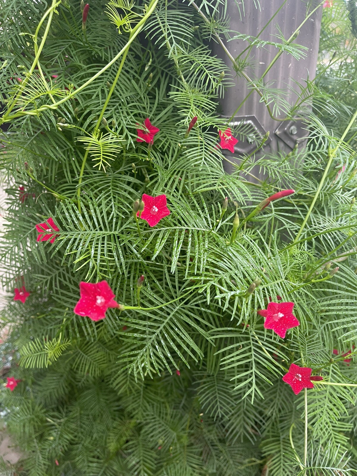 100+ FRESH RED CYPRESS VINE SEEDS HUMMINGBIRD VINE