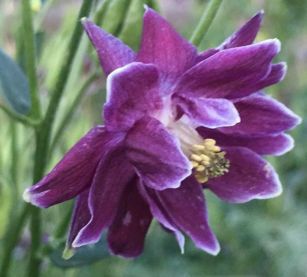 COLUMBINE BARLOW 150 Seeds DARK PURPLE Aquilegia vulgaris Flowers seeds +gift