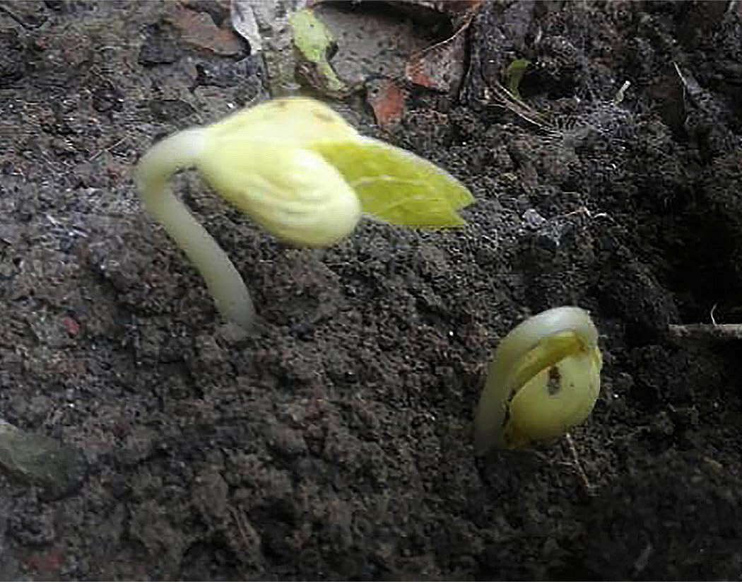 Great Northern Bean Seeds (50) / ORGANIC / FLORIDA GROWN / BUSH BEAN /