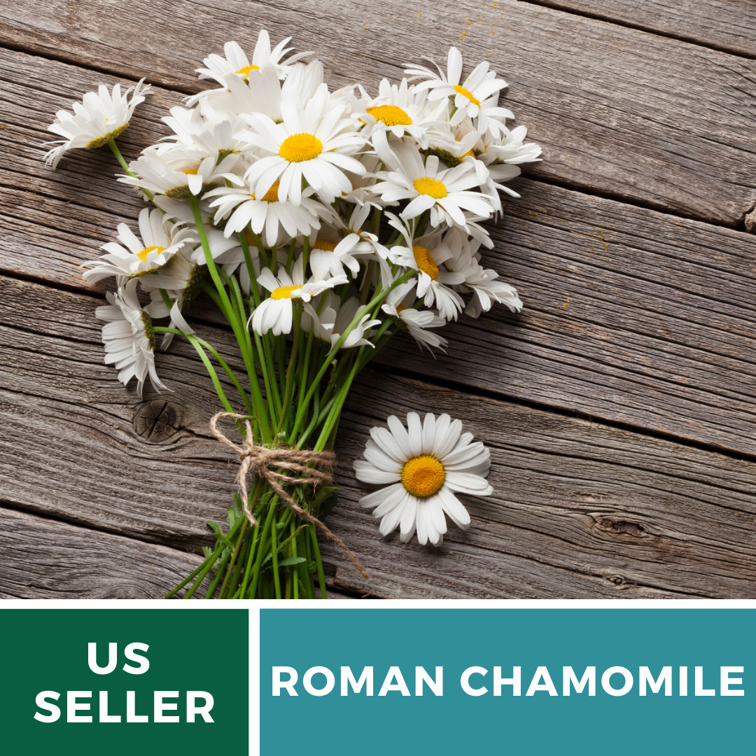 Chamomile, Roman (Anthemis Nobilis) Non-GMO – Medicinal Herb – 300 seeds