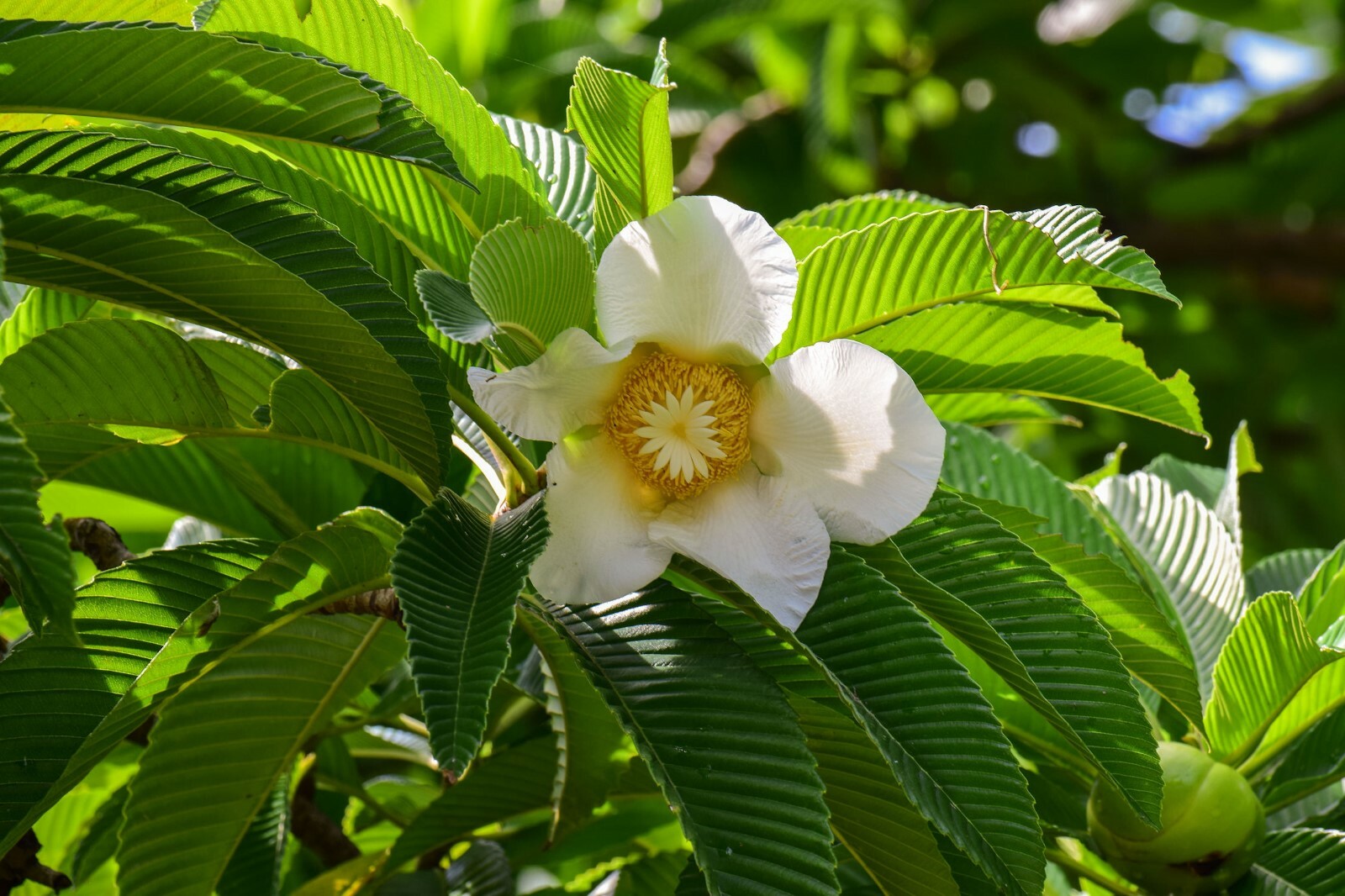 10 Premium Seeds Elephant Apple Tree Ornamental Tropical Dillenia indica