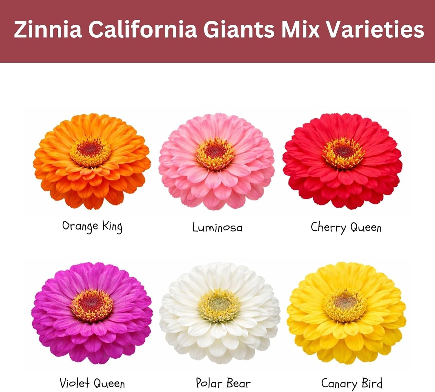 California Giants Zinnia Mix – 4,000+ Seeds – 1 oz Bulk Extra Large Resealabl…