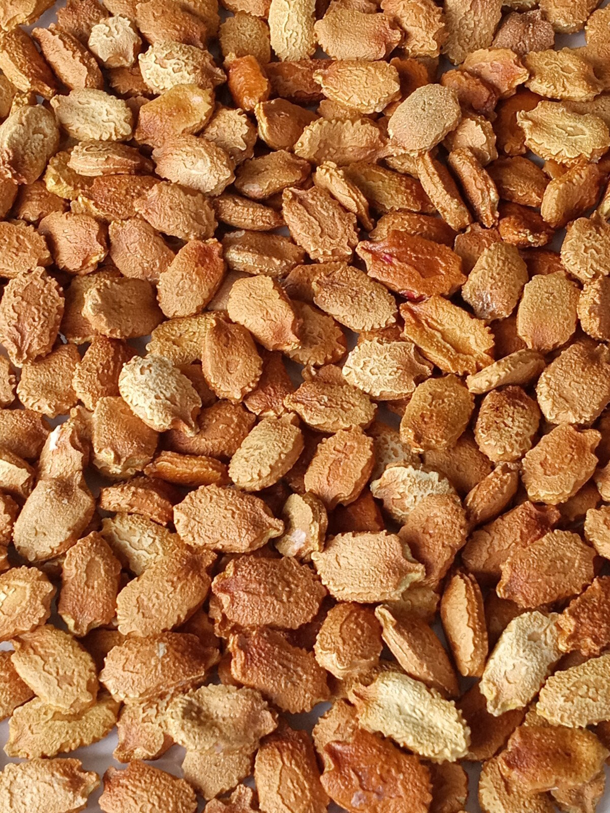 15 Chinese Bitter Melon Vegetable Gourd Squash Seeds 有机苦瓜种子 – Heirloom Variety