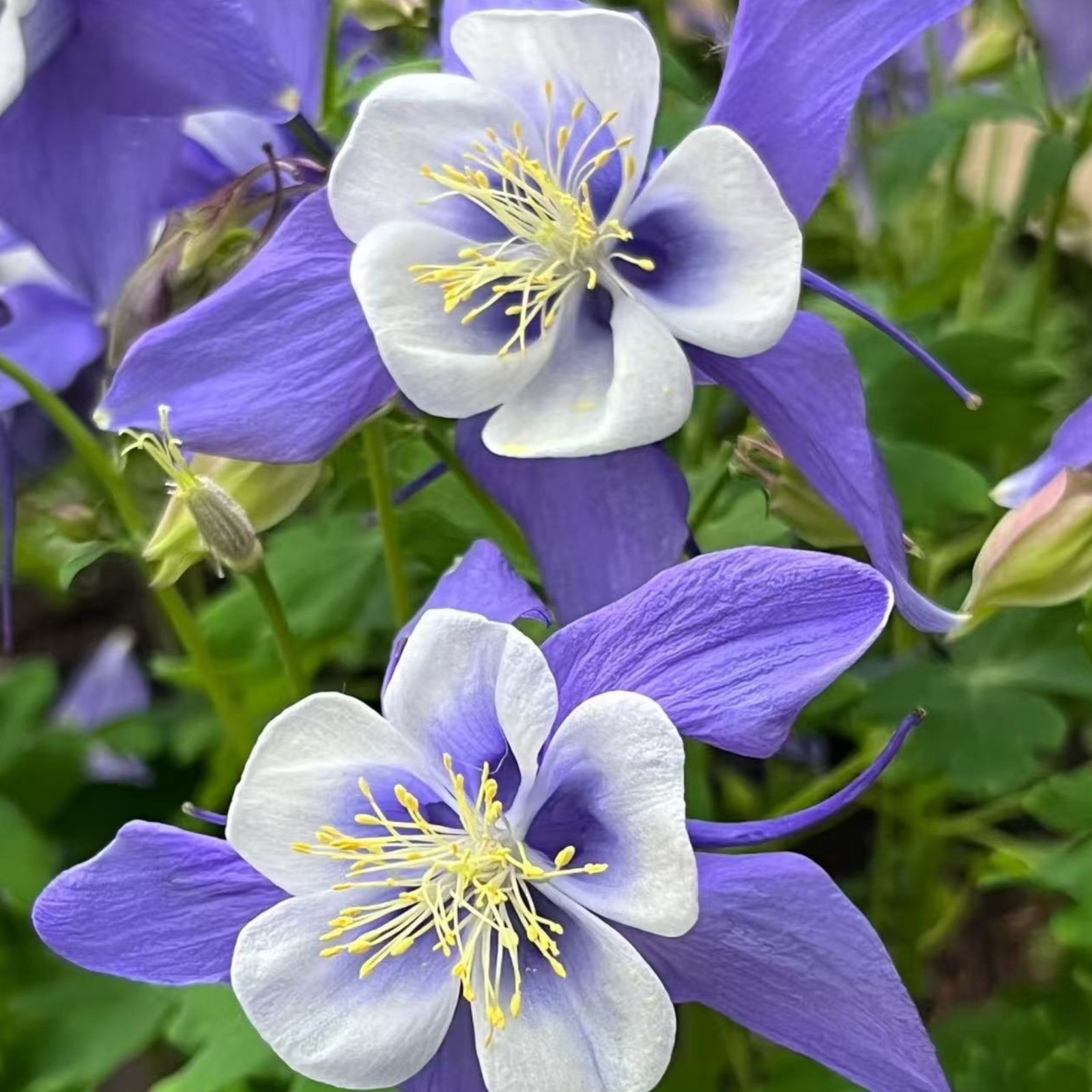 1000 Blue & White Columbine Seeds – Elegant Bi-Color Blooms for Shade Gardens
