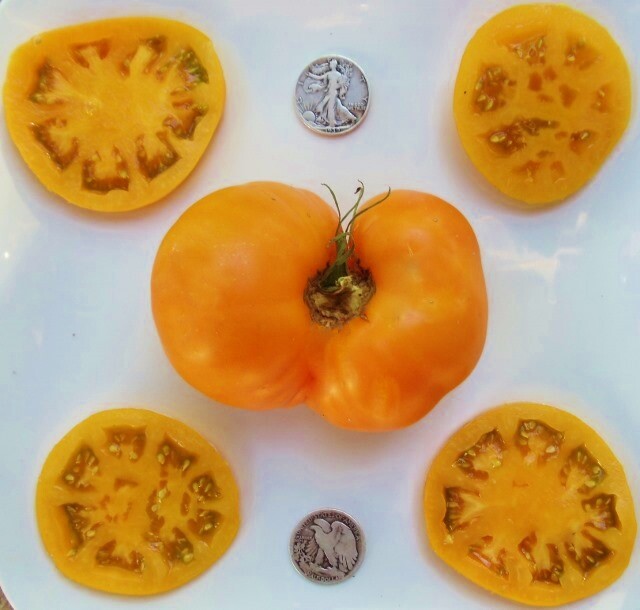 Brandywine Yellow – 40 Seeds – Buy any 3 or more varieties, 20% off entire order