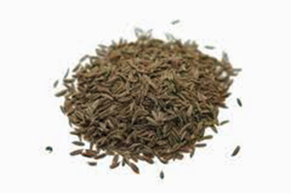 CUMIN, HEIRLOOM, 25+ SEEDS, DELICIOUS SEEDS, LEAVES GREAT FOR SALADS