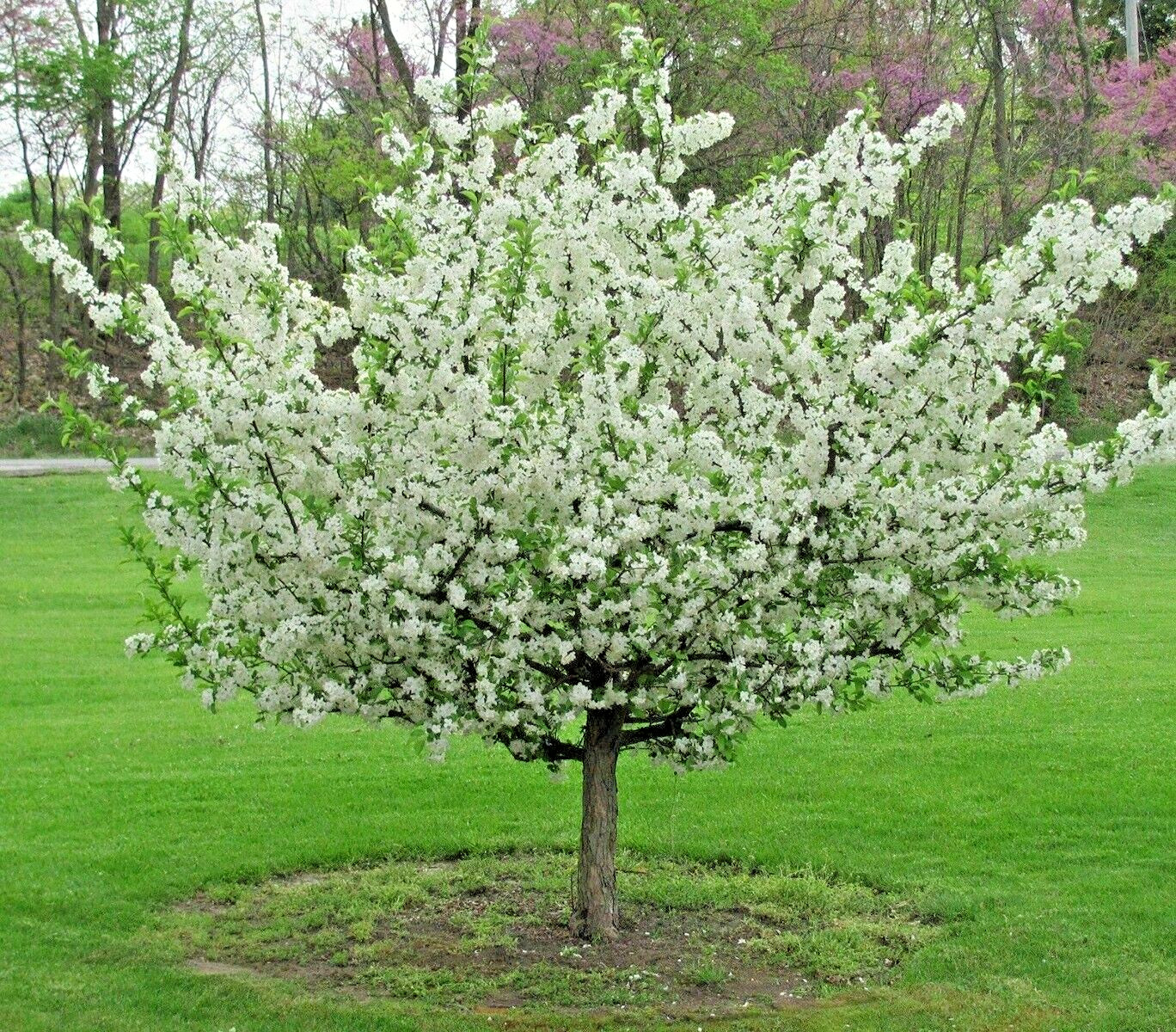 Sargent’s Crabapple Tree | Premium Seeds | Malus sargentii ‘Fall’ | Plants’®