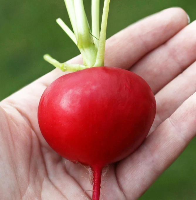 600+ GERMAN GIANT RADISH SEEDS ——– HEIRLOOM — NON GMO