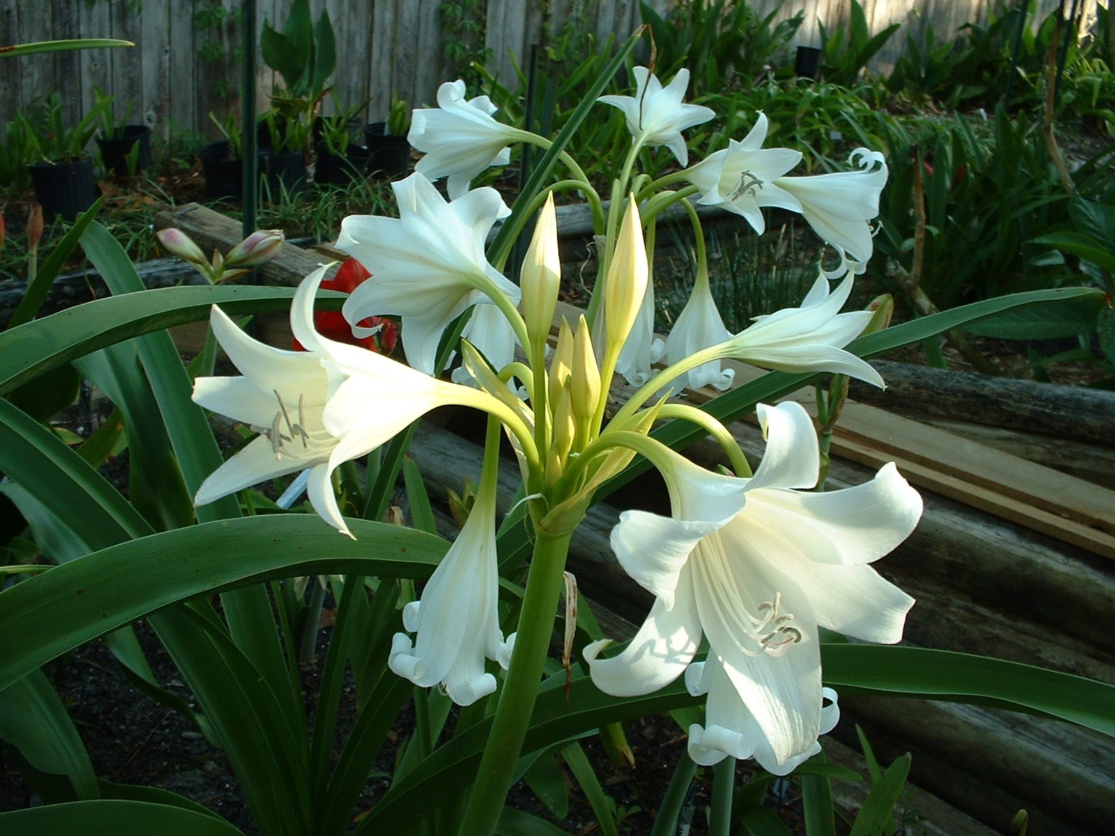 Crinum Lily, False White Queen, Large, blooming-size bulb, NEW